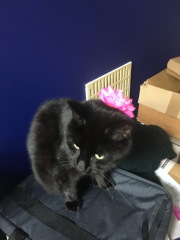 Trick or Cat Treat? The Excellent Cats do Halloween