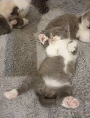 Bringing our new girl home - help!
