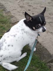 losing weight for my dog