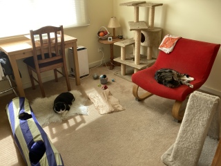 Enter Cat Four