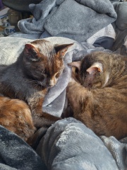 Trick or Cat Treat? The Excellent Cats do Halloween