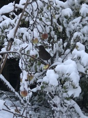 It’s snowing ❄️