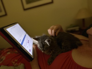 Trick or Cat Treat? The Excellent Cats do Halloween