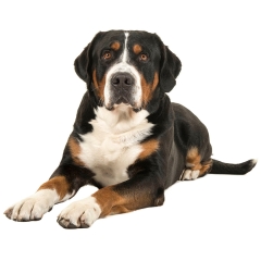 Which breed?
