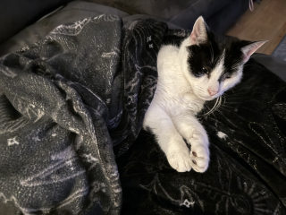 Trick or Cat Treat? The Excellent Cats do Halloween