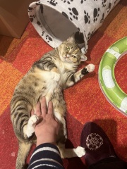 If your cat did OLD, what profile picture would she/he use?