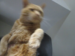 Bluestocking: Do androids dream of electric hair?