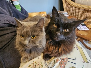 If your cat did OLD, what profile picture would she/he use?