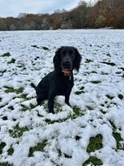 Adolescent Dog Survival...Sharing Tips & Tails