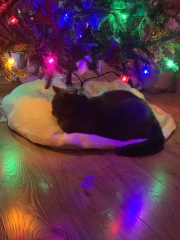 Show us your Christmas trees