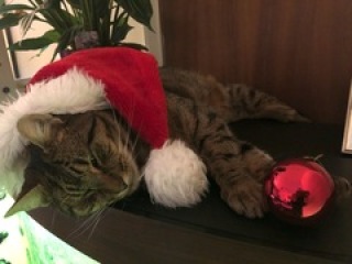 Tinsel, Glitter and Baubles - the Excellent Cats prepare to knock Everything off your Christmas Tree