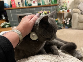 Trick or Cat Treat? The Excellent Cats do Halloween