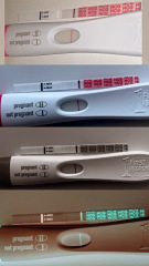 Line eyes - 9/10 dpo