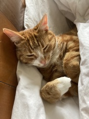 If your cat did OLD, what profile picture would she/he use?