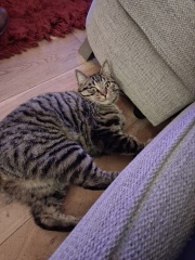 New Cat....what should i feed him?