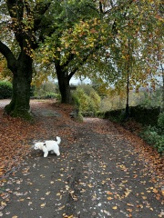 The Nigel Slater Christmas Chronicles Readalong 2024