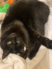 The Great Cancer Recovery part 3