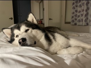 To have the dog in the bed with us?