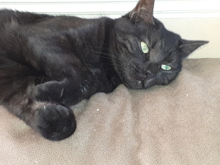 Trick or Cat Treat? The Excellent Cats do Halloween