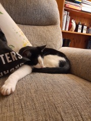 Please can someone distract me?