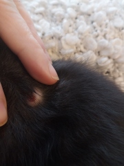 My lovely  kitten has a lump and I'm really worried.