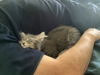 Trick or Cat Treat? The Excellent Cats do Halloween