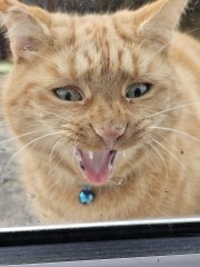 Trick or Cat Treat? The Excellent Cats do Halloween