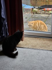 Trick or Cat Treat? The Excellent Cats do Halloween