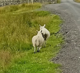 Trick or Cat Treat? The Excellent Cats do Halloween