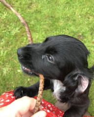 Adolescent Dog Survival Thread - Bark the Herald, furry angels sing!