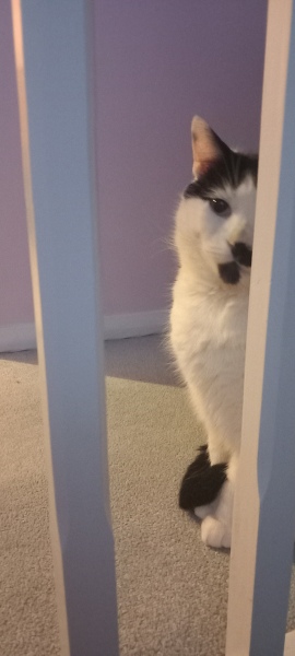 Tinsel, Glitter and Baubles - the Excellent Cats prepare to knock Everything off your Christmas Tree