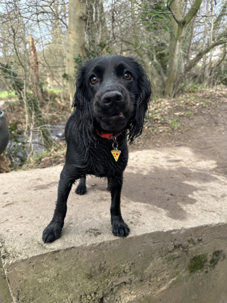 Adolescent Dog Survival Thread - Bark the Herald, furry angels sing!