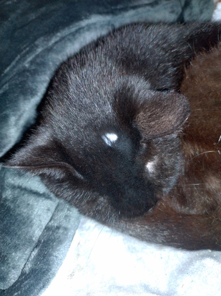 Tinsel, Glitter and Baubles - the Excellent Cats prepare to knock Everything off your Christmas Tree