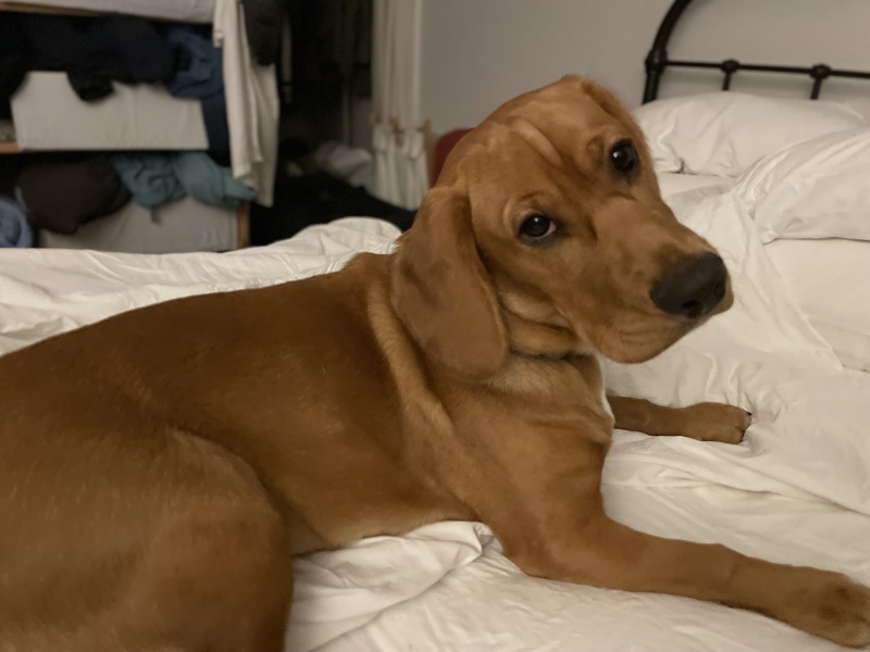 Getting a Cocker Spaniel puppy this week