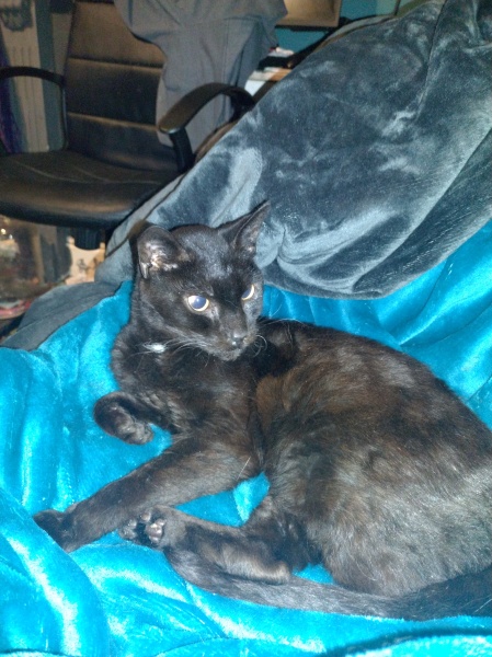 Tinsel, Glitter and Baubles - the Excellent Cats prepare to knock Everything off your Christmas Tree