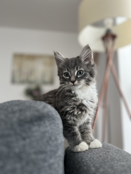 Cat food recommendations?