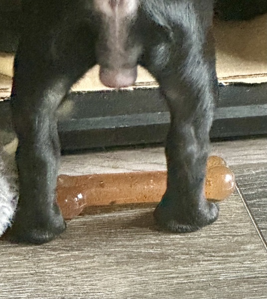 Does my female puppy bits look okay 😂