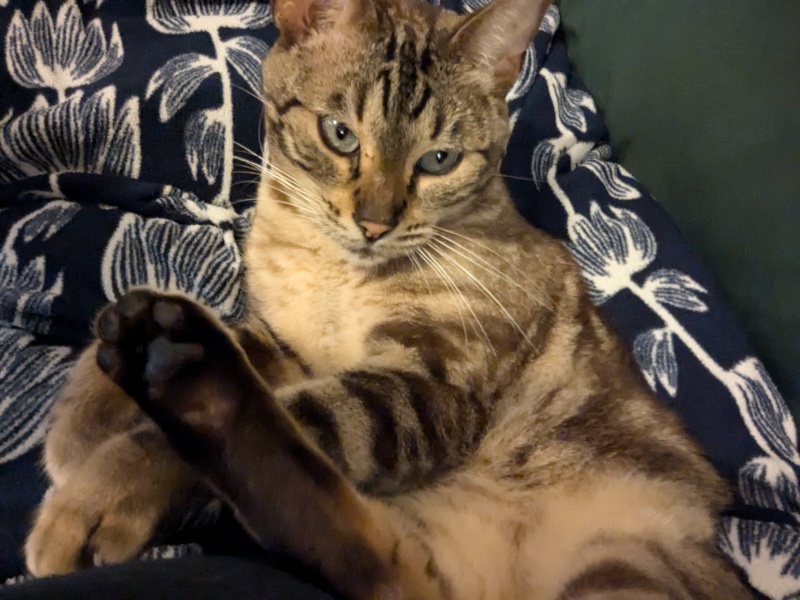 Ring Out, Wild Bells! As 2025 approaches, the Excellent Cats raise their game with a discussion on Tennyson's poetry