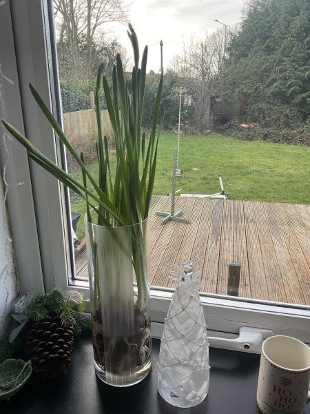 Poncetastic Christmas 2024