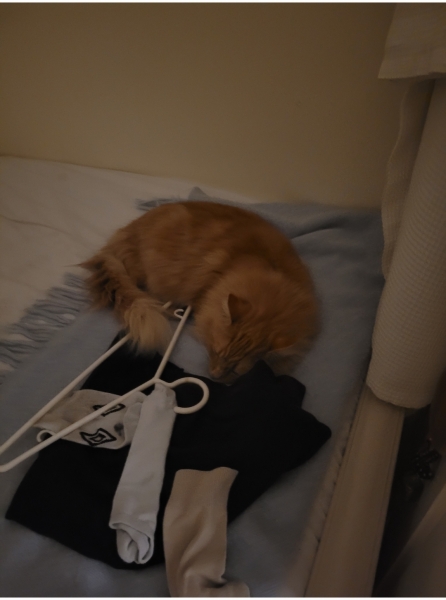 This is my bed, this is not my cat