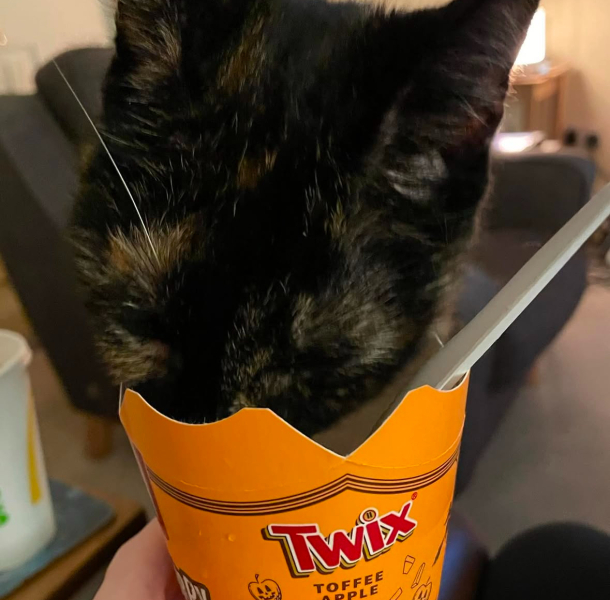 My cat died and I can’t move on