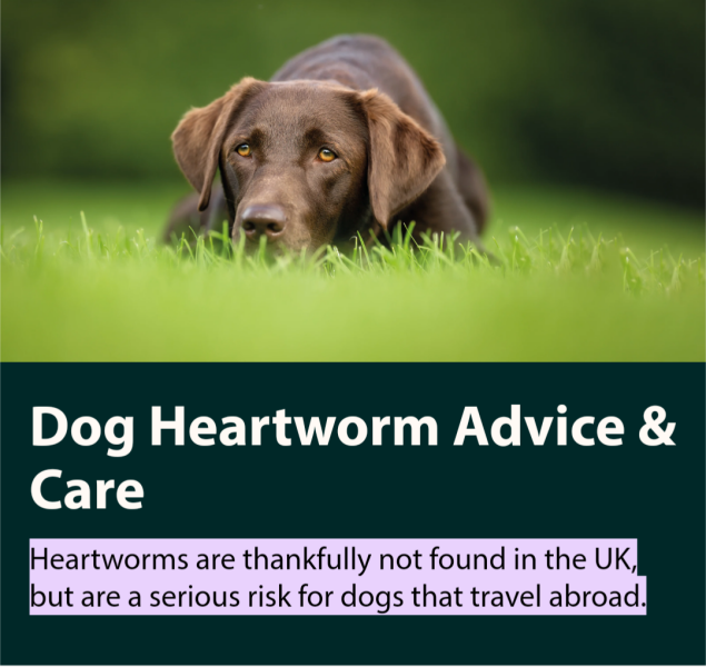 How much does your dog cost?