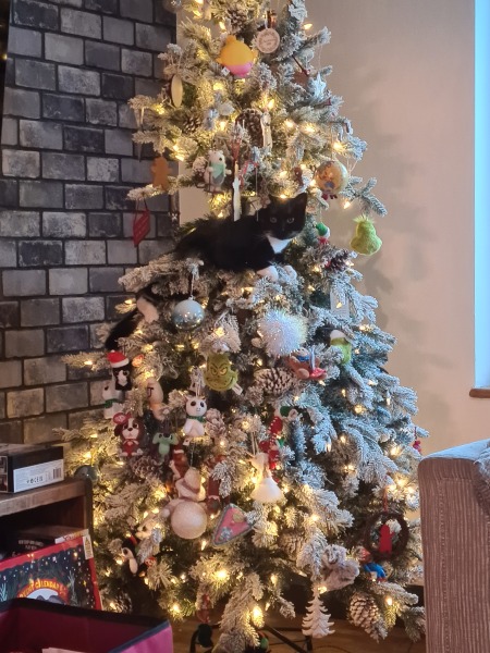 What perfectly ordinary places have you found your cat?