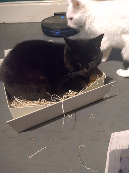 Tinsel, Glitter and Baubles - the Excellent Cats prepare to knock Everything off your Christmas Tree