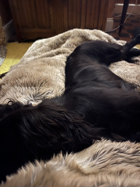 Adolescent Dog Survival Thread - Bark the Herald, furry angels sing!