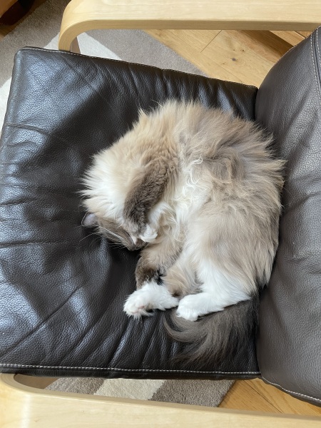 Adopting a retired queen