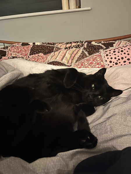 Tinsel, Glitter and Baubles - the Excellent Cats prepare to knock Everything off your Christmas Tree