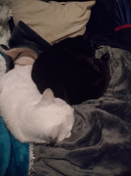 Tinsel, Glitter and Baubles - the Excellent Cats prepare to knock Everything off your Christmas Tree