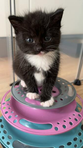 Tinsel, Glitter and Baubles - the Excellent Cats prepare to knock Everything off your Christmas Tree