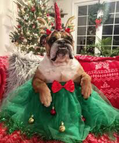 Everyone just assumed they can bring their dogs with them for Christmas day ??
